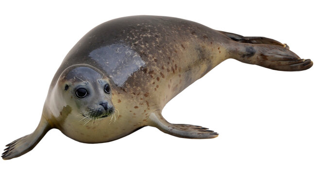 seal, sea, sea lion, sealion, ocean, animal, PNG on Transparent background
