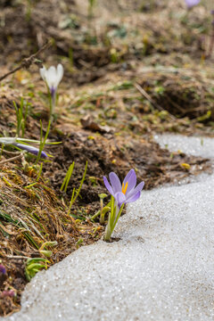 beautiful purple white crocus grows through snow, crocuses in spring, the snow melts and the crocuses bloom on the fresh green meadow, winter is over, Crocus grows in the alps of Austria, Vorarlberg