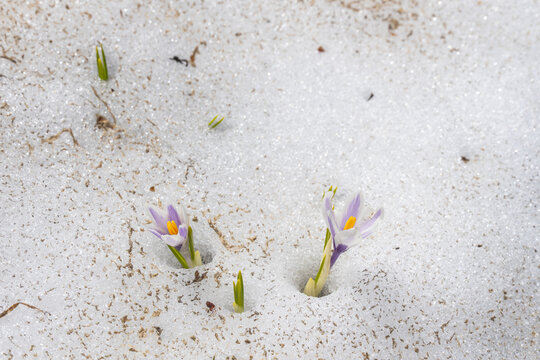 beautiful purple white crocus grows through snow, crocuses in spring, the snow melts and the crocuses bloom on the fresh green meadow, winter is over, Crocus grows in the alps of Austria, Vorarlberg