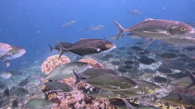 Steady 4K tripod shot of a calm reef floor contrasted with a hectic feeding frenzy above. Predatory jacks and bonitos frantically hunt a dense anchovy baitball in Raja Ampat, Indonesia.
