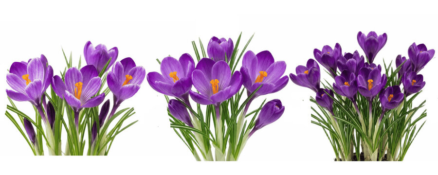 A Set of purple crocus PNG flowers in bloom, early spring garden blossoms with green grass, isolated elements for cards, Easter designs and decor


