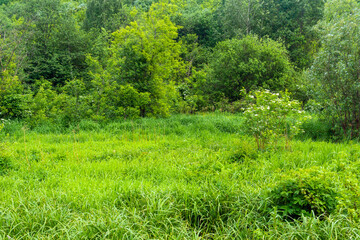 Obraz premium Green meadow with grass and flowers in the summer in the forest