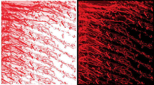 Abstract red organic texture set, microscopic vein patterns on white and black backgrounds, biological cell structure background for medical design
