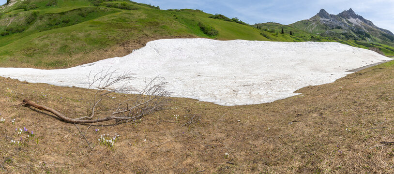 Panorama with rest from avalanche besides spring flowers, crocuses and globe flowers, snow melting in the Alps of Vorarlberg make tunnel in the avalanche, snow on the mountains melts, snow fields