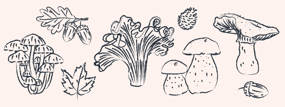 Vector set of hand drawn mushrooms and autumn forest elements with textured charcoal outlines. Vintage botanical doodles collection isolated on background for restaurant menu design packaging recipe b