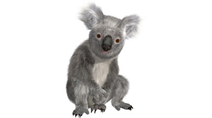 koala sitting PNG on Transparent background © dword