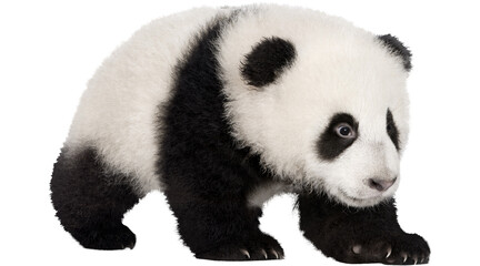 white giant panda cub PNG on Transparent background © dword