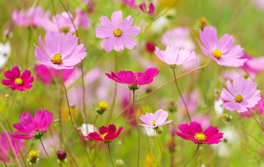 Fototapeta premium cosmos flowers blooming in garden