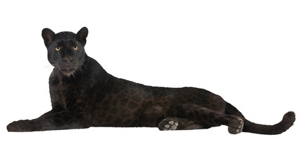 black panther PNG on Transparent background © dword