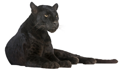 black panther PNG on Transparent background © dword