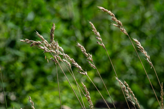Orchard grass growing in a field during summer shows dense inflorescences swaying in the wind under bright sunlight