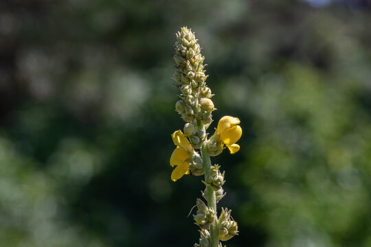 Common mullein in full bloom showcasing vibrant yellow flowers against a blurred green backdrop in early summer light