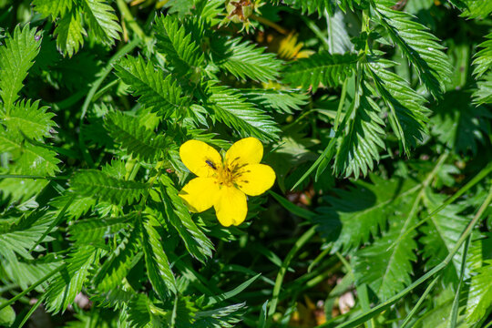 Silverweed flower Potentilla anserina blooming among lush green foliage on a sunny day in a meadow