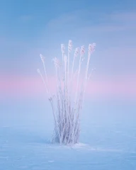 Frozen Reeds with Hoarfrost at Sunrise.  Minimalist photograph of frozen reeds covered in thick hoarfrost, standing on a icy surface during cold winter morning. © ekim