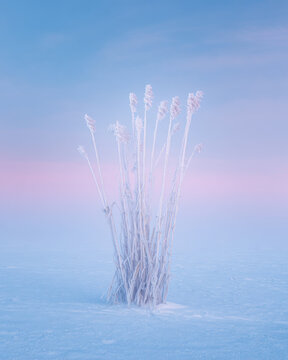 Frozen Reeds with Hoarfrost at Sunrise.  Minimalist photograph of frozen reeds covered in thick hoarfrost, standing on a icy surface during cold winter morning.
