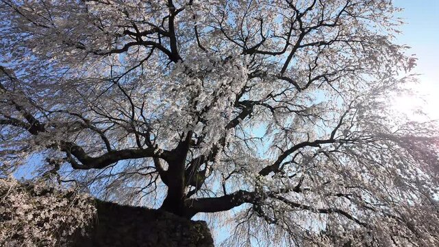 Under-tree view of massive Matabei weeping cherry tree in full bloom with swaying branches and backlit cherry blossoms in sunlight during sakura season, Nara, Japan