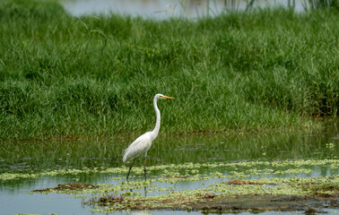 Fototapeta premium Beautiful close-up view of Indian white great egret bird standing on the green grass in the water lake or pond. Isolate on blurry greenery grass, plant, water land area view in the background. 