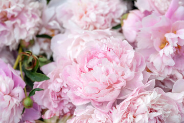 Fototapeta premium A close-up view of a bouquet of lush pink peonies