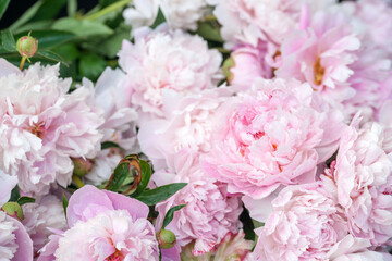 Obraz premium A close-up view of a bouquet of lush pink peonies