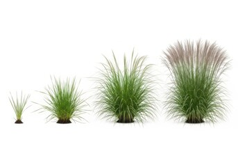 Obraz premium Four green grass bushes of different sizes growing in a row set isolated on white background