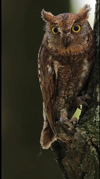 Detailed close up of a wild scops owl perched on rough tree bark looking intensely at the camera against a blurred background