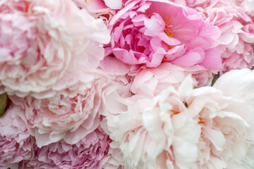 A close-up view of a bouquet of lush pink peonies © Olga Tkacheva
