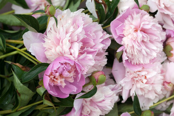 Obraz premium A close-up view of a bouquet of lush pink peonies