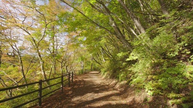 紅葉の名所 秋の鳴子峡の風景　Autumn scenery of Naruko Gorge, a famous spot for autumn foliage.
