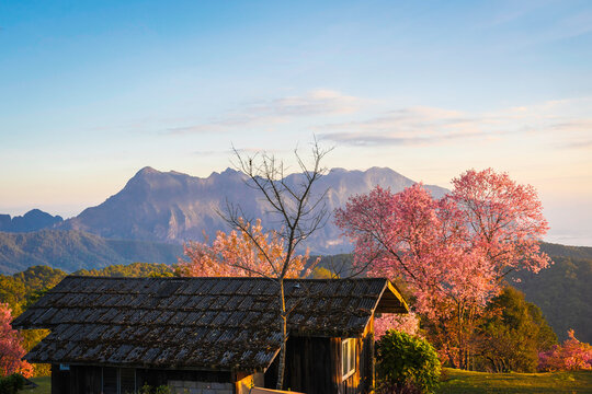 Doi Luang Chiang Dao Mountain and Cherry Blossom with Campsite Moning Sunrise, Chiang Mai Thailand