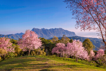 Obraz premium Doi Luang Chiang Dao Mountain Morning Sunrise, Chiang Mai Thailand