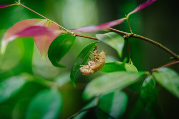 A cicada nymph clings to a vibrant green leaf branch, partially emerged from its shell, surrounded by lush foliage in soft focus. © JX