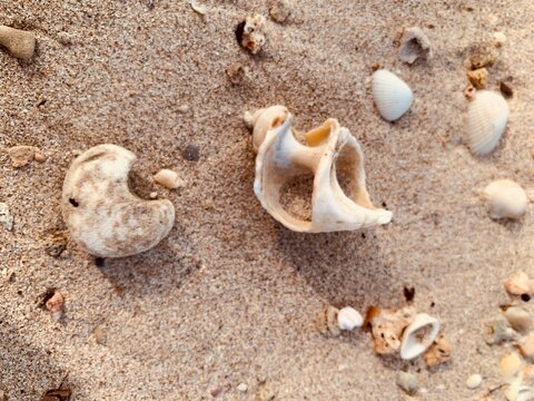 Weathered seashell fragments on sandy shore at Tanjung Lesung Beach, Banten, Indonesia. Close-up top view with soft focus and natural light, evoking calm, coastal beauty, nature, travel, texture, and 