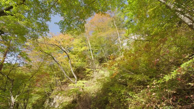 紅葉の名所 秋の鳴子峡の風景　Autumn scenery of Naruko Gorge, a famous spot for autumn foliage.