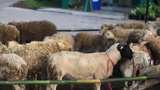 Sheep and rams in a bamboo pen at a livestock market