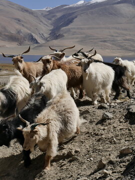Cashmere goats in scenic mountain background, in ladakh, Changthang region. Pashmina wool is made from their fur