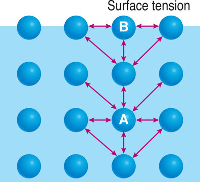 Surface tension is a result of cohesive forces between liquid molecules.