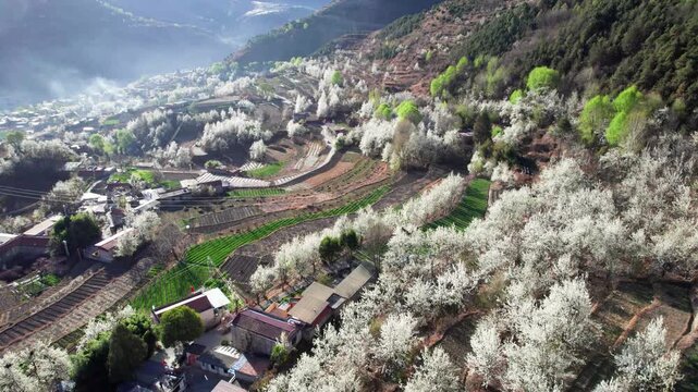 Drone view of white pear blossoms in village in spring in Jinchuan, Sichuan, China, beautiful white flowers in sunny morning, 4k real time footage, travel concept.