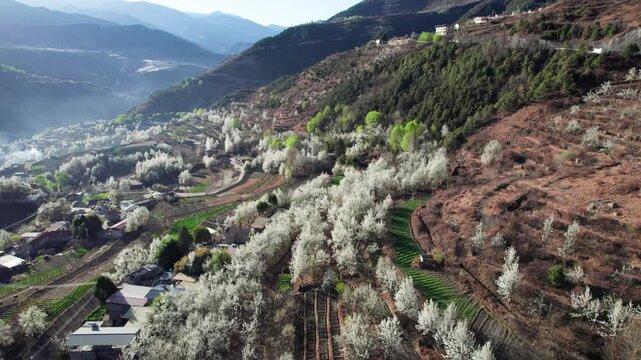 Drone view of white pear blossoms in village in spring in Jinchuan, Sichuan, China, beautiful white flowers in sunny morning, 4k real time footage, travel concept.