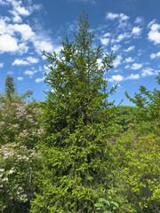 Fototapeta premium Tall Norway spruce tree growing under blue summer sky