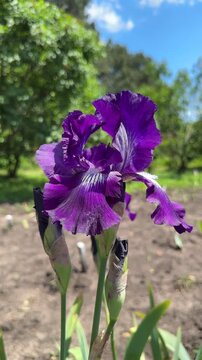 Dark purple bearded iris flower blooming in sunny garden close up