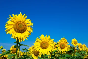 Sunflower field with cloudy blue sky © Pakhnyushchyy