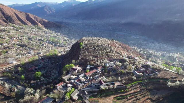 Drone view of white pear blossoms in village in spring in Jinchuan, Sichuan, China, beautiful white flowers in sunny morning, 4k real time footage, travel concept.
