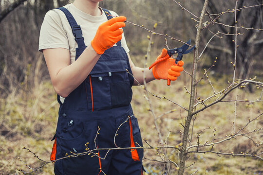 Worker holds pruning shears to cut branches on shrub in garden on clear day.