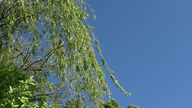 初夏の爽やかな風にそよぐ、柳の枝葉と抜けるような青空（コピースペース・自然の風景・京都）
