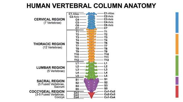 Human vertebral column anatomy chart with color coded bone regions