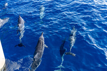 Naklejka premium Spinner dolphin (Stenella longirostris) is a small dolphin found in off-shore tropical waters around the world. Lehua Channel between Lehua Island (Lehua Crater) and Niihau Island. Kauai County