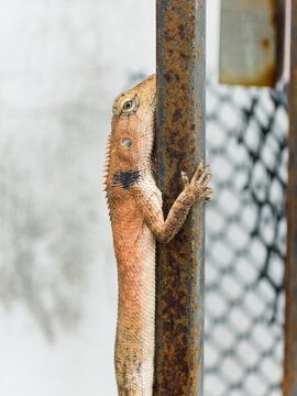 An oriental garden lizard clinging vertically to a rusty metal pole looking around in its natural environment.