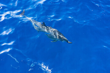 Fototapeta premium Spinner dolphin (Stenella longirostris) is a small dolphin found in off-shore tropical waters around the world. Lehua Channel between Lehua Island (Lehua Crater) and Niihau Island. Kauai County