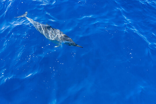  Spinner dolphin (Stenella longirostris) is a small dolphin found in off-shore tropical waters around the world. Lehua Channel between Lehua Island (Lehua Crater) and Niihau Island. Kauai County