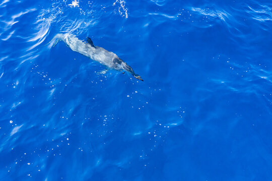  Spinner dolphin (Stenella longirostris) is a small dolphin found in off-shore tropical waters around the world. Lehua Channel between Lehua Island (Lehua Crater) and Niihau Island. Kauai County